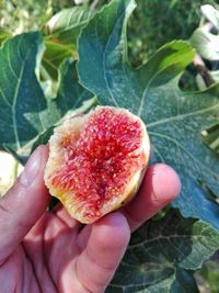 Close-up of hand holding strawberry