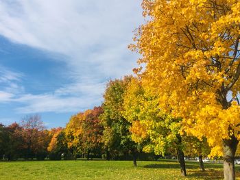 Trees in park during autumn