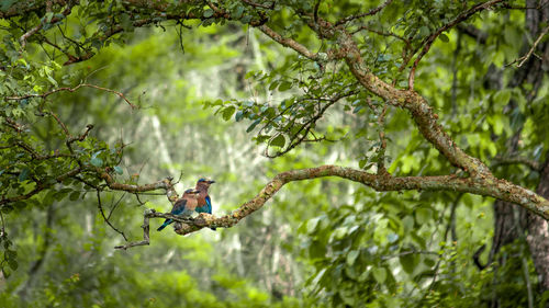 View of birds on a tree