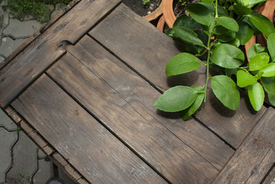 High angle view of leaves on table