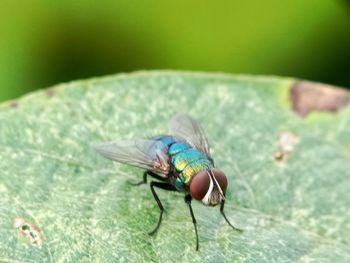 Close-up of fly