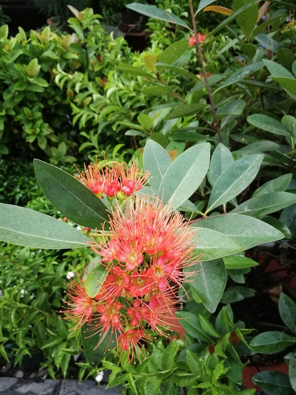 growth, plant, leaf, green color, nature, beauty in nature, outdoors, day, freshness, no people, flower, red, close-up, fragility, flower head