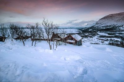 Bare trees on snow covered landscape