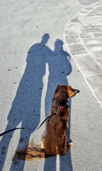 Shadow of a dog on road