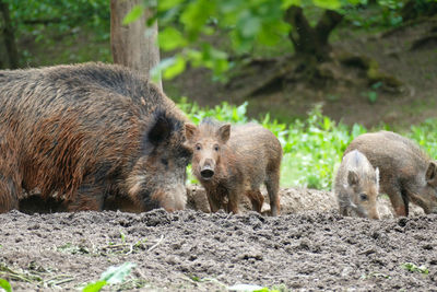 Wild boar on a clearing, wildlife in germany