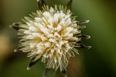 Close-up of white flowering plant