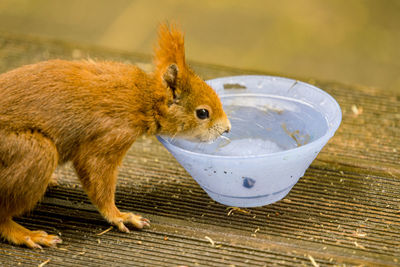 Close-up of squirrel eating food