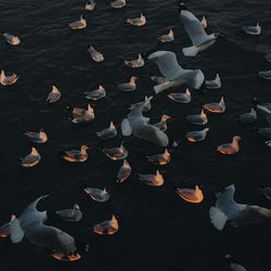 High angle view of ducks in lake