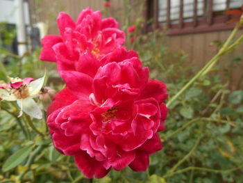 Close-up of pink flowers