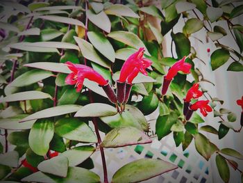 Close-up of red flowering plant