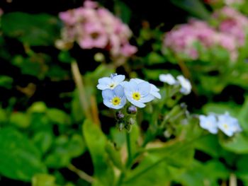 Close-up of white flowering plant