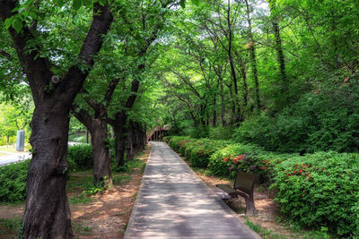 Road amidst trees in forest