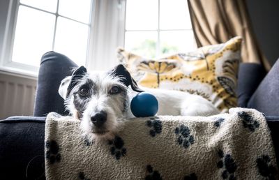 Portrait of dog relaxing on sofa at home