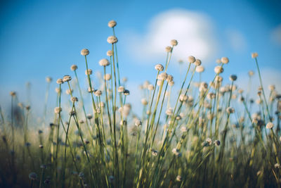 Close-up of flowering plants on field against sky