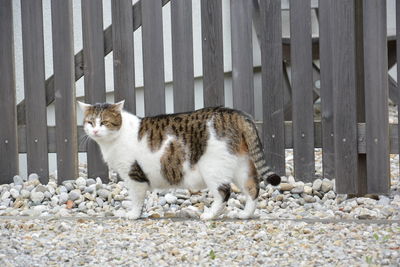 Side view of cat by fence