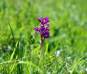 Close-up of purple flowering plant on field