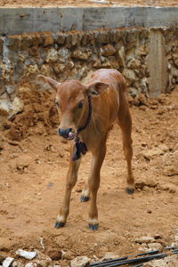 Full length of a calf