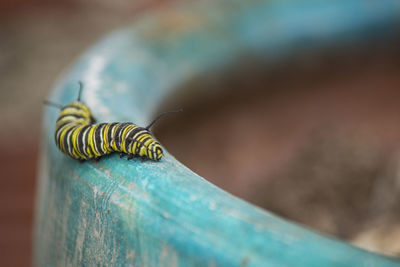 Close-up of insect on wood