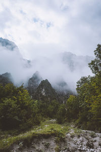 Scenic view of forest against sky