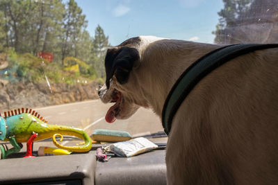 Close-up of a dog