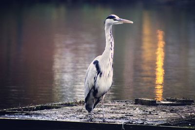 High angle view of gray heron perching on lake
