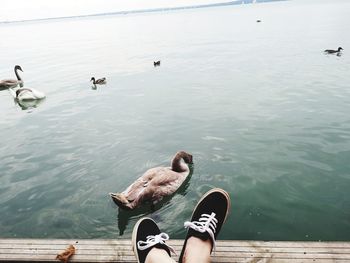 Low section of person swimming in lake