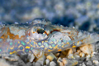 Close-up of turtle in sea