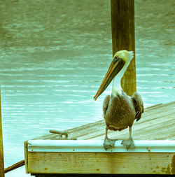 Bird perching on wood against lake