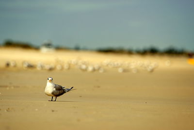 Seagull perching on sand at beach