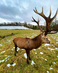 Cairngorm reindeer herd scotland