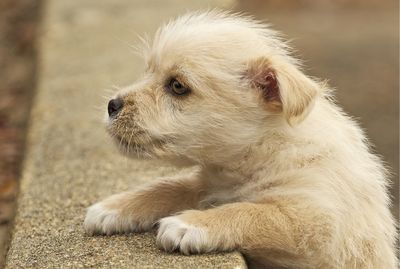 Close-up of dog looking away