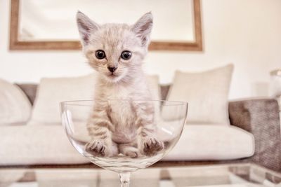 Close-up of cat on sofa