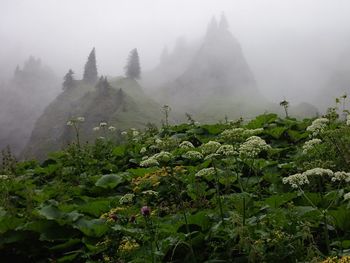 Trees in foggy weather