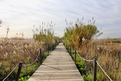 Boardwalk amidst plants on field against sky