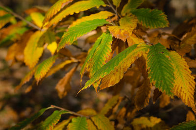 Close-up of leaves on tree