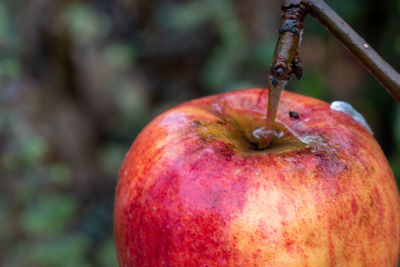 Close-up of apple