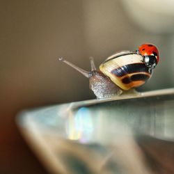 Close-up of ladybug on snail at table