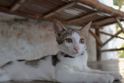 Close-up portrait of cat at home