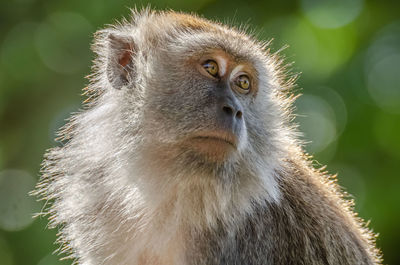 Close-up of a monkey