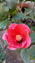 Close-up of pink rose