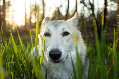 Portrait of dog on field