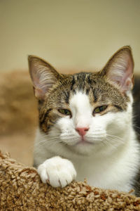 Close-up portrait of a cat