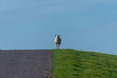 Dog running on field against clear sky