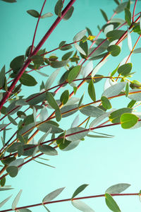 Low angle view of plant against sky