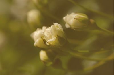 Close-up of yellow flowers