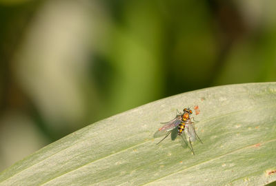 Close-up of insect on leaf