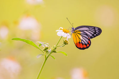 Close-up of butterfly pollinating on flower