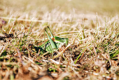 Close-up of grasshopper on grass