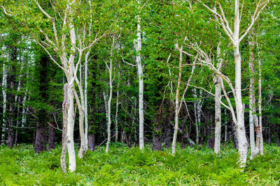 Trees in forest