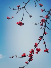 Low angle view of pink flowers against blue sky